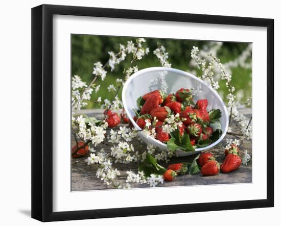 Fresh Strawberries in Sieve Surrounded by Sloe Blossom-Martina Schindler-Framed Photographic Print