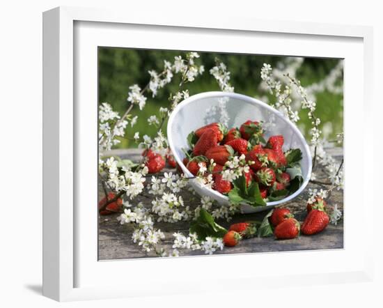 Fresh Strawberries in Sieve Surrounded by Sloe Blossom-Martina Schindler-Framed Photographic Print