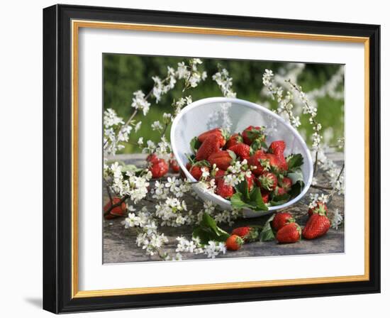 Fresh Strawberries in Sieve Surrounded by Sloe Blossom-Martina Schindler-Framed Photographic Print