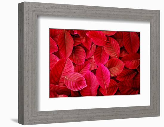 Fresh Tropical Red Leaves Background-null-Framed Photographic Print