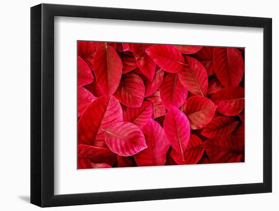 Fresh Tropical Red Leaves Background-null-Framed Photographic Print