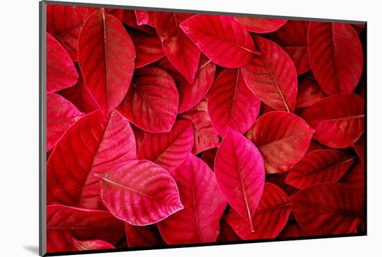 Fresh Tropical Red Leaves Background-null-Mounted Photographic Print