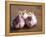 Fresh Violet and White Garlic, Clos Des Iles, Le Brusc, Cote d'Azur, Var, France-Per Karlsson-Framed Premier Image Canvas