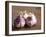 Fresh Violet and White Garlic, Clos Des Iles, Le Brusc, Cote d'Azur, Var, France-Per Karlsson-Framed Photographic Print