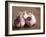 Fresh Violet and White Garlic, Clos Des Iles, Le Brusc, Cote d'Azur, Var, France-Per Karlsson-Framed Photographic Print