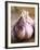 Fresh Violet and White Garlic, Clos Des Iles, Le Brusc, Cote d'Azur, Var, France-Per Karlsson-Framed Photographic Print