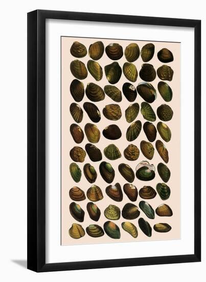 Fresh-Water Mussels-W Wood-Framed Giclee Print