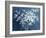 Fresh White Bouquet Dark Blue-Danhui Nai-Framed Art Print