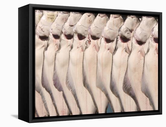 Freshly Caught Halibut, Homer, Alaska, USA-Ellen Clark-Framed Premier Image Canvas