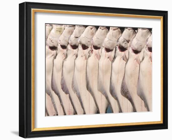 Freshly Caught Halibut, Homer, Alaska, USA-Ellen Clark-Framed Photographic Print