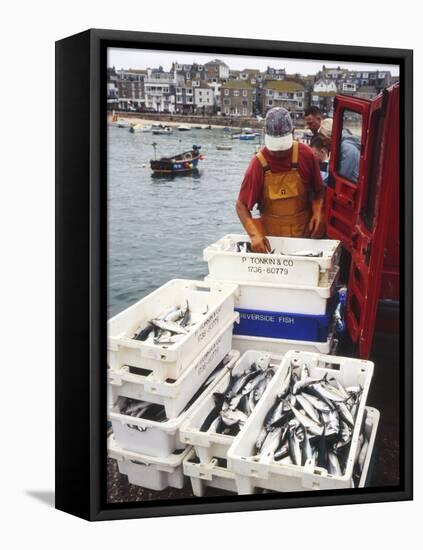 Freshly Caught Mackerel-Adrian Bicker-Framed Premier Image Canvas