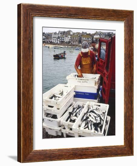 Freshly Caught Mackerel-Adrian Bicker-Framed Photographic Print