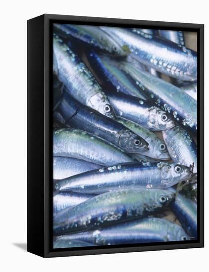 Freshly Caught Sardines (Brittany, France)-Joerg Lehmann-Framed Premier Image Canvas