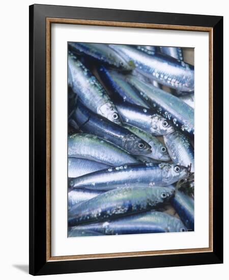 Freshly Caught Sardines (Brittany, France)-Joerg Lehmann-Framed Photographic Print