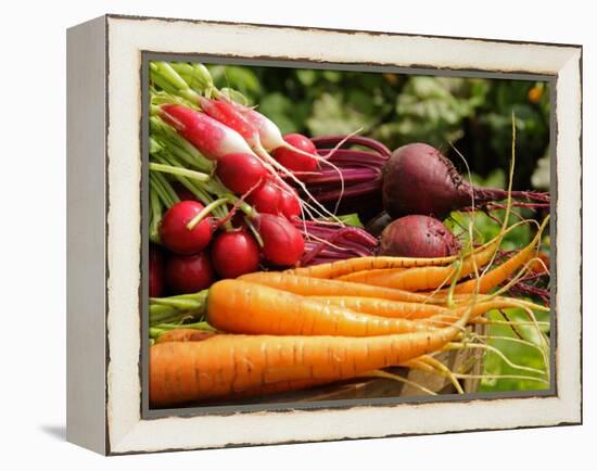 Freshly Harvested Carrots, Beetroot and Radishes from a Summer Garden, Norfolk, July-Gary Smith-Framed Premier Image Canvas