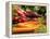 Freshly Harvested Carrots, Beetroot and Radishes from a Summer Garden, Norfolk, July-Gary Smith-Framed Premier Image Canvas