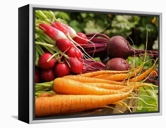 Freshly Harvested Carrots, Beetroot and Radishes from a Summer Garden, Norfolk, July-Gary Smith-Framed Premier Image Canvas