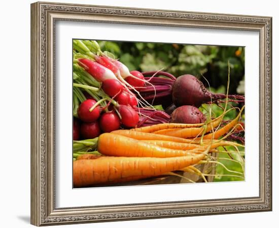 Freshly Harvested Carrots, Beetroot and Radishes from a Summer Garden, Norfolk, July-Gary Smith-Framed Photographic Print