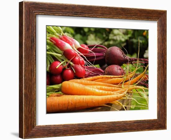 Freshly Harvested Carrots, Beetroot and Radishes from a Summer Garden, Norfolk, July-Gary Smith-Framed Photographic Print