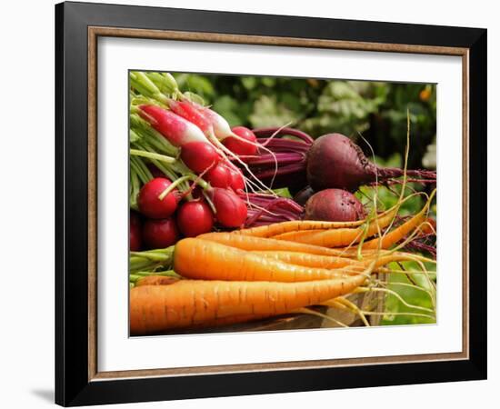 Freshly Harvested Carrots, Beetroot and Radishes from a Summer Garden, Norfolk, July-Gary Smith-Framed Photographic Print