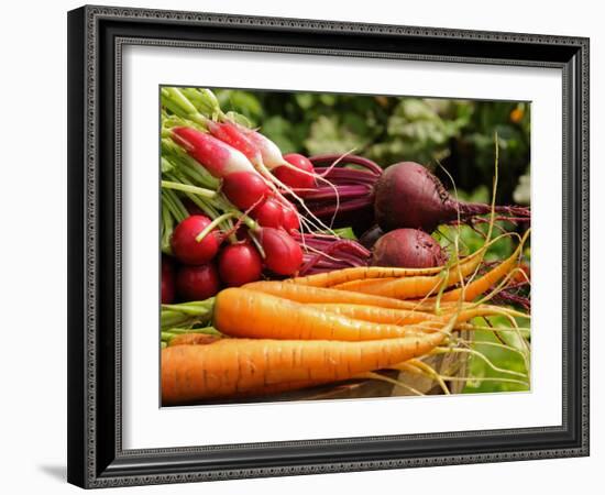 Freshly Harvested Carrots, Beetroot and Radishes from a Summer Garden, Norfolk, July-Gary Smith-Framed Photographic Print