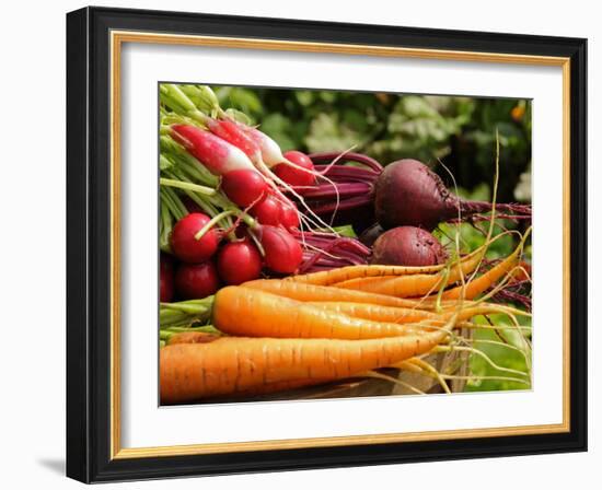 Freshly Harvested Carrots, Beetroot and Radishes from a Summer Garden, Norfolk, July-Gary Smith-Framed Photographic Print