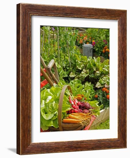 Freshly Harvested Carrots, Beetroot and Radishes in a Summer Garden, Norfolk, July-Gary Smith-Framed Photographic Print