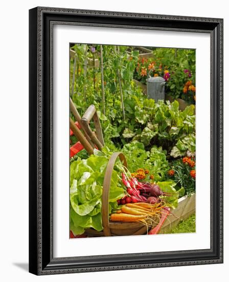 Freshly Harvested Carrots, Beetroot and Radishes in a Summer Garden, Norfolk, July-Gary Smith-Framed Photographic Print