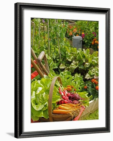 Freshly Harvested Carrots, Beetroot and Radishes in a Summer Garden, Norfolk, July-Gary Smith-Framed Photographic Print