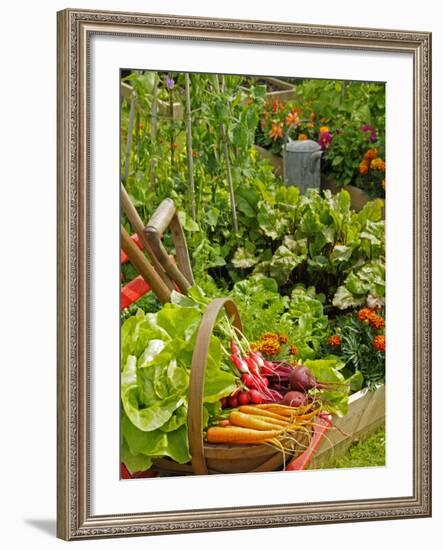 Freshly Harvested Carrots, Beetroot and Radishes in a Summer Garden, Norfolk, July-Gary Smith-Framed Photographic Print