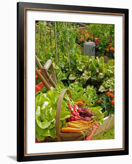 Freshly Harvested Carrots, Beetroot and Radishes in a Summer Garden, Norfolk, July-Gary Smith-Framed Photographic Print