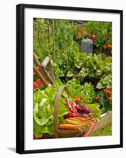 Freshly Harvested Carrots, Beetroot and Radishes in a Summer Garden, Norfolk, July-Gary Smith-Framed Photographic Print