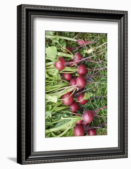 Freshly harvested small radishes in the meadow, Raphanus sativus var. sativus-David & Micha Sheldon-Framed Photographic Print