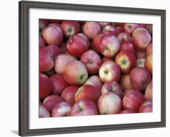 Freshly Picked Gala Apples, Monitor, Washington, USA-Jamie & Judy Wild-Framed Photographic Print