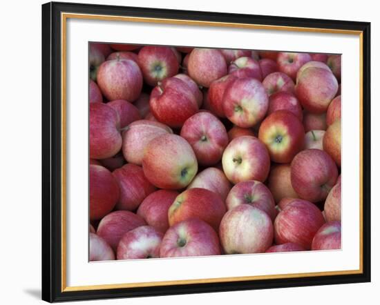 Freshly Picked Gala Apples, Monitor, Washington, USA-Jamie & Judy Wild-Framed Photographic Print