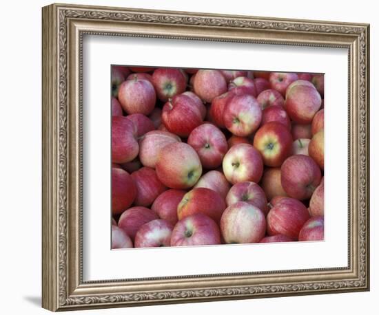 Freshly Picked Gala Apples, Monitor, Washington, USA-Jamie & Judy Wild-Framed Photographic Print