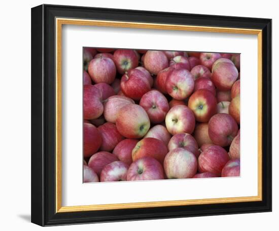 Freshly Picked Gala Apples, Monitor, Washington, USA-Jamie & Judy Wild-Framed Photographic Print