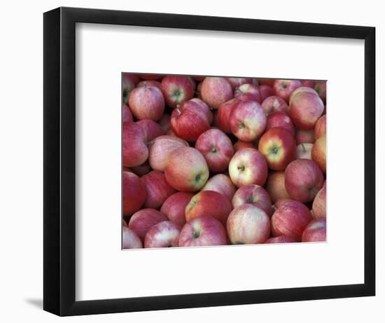 Freshly Picked Gala Apples, Monitor, Washington, USA-Jamie & Judy Wild-Framed Photographic Print