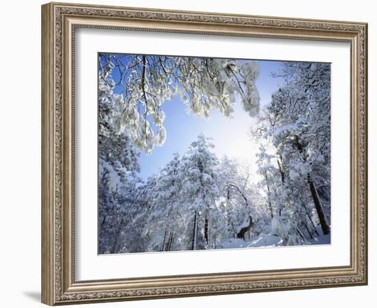 Freshly Snow-Covered Trees in Sunlight, Laguna Mountains, Cleveland National Forest, California-Christopher Talbot Frank-Framed Photographic Print