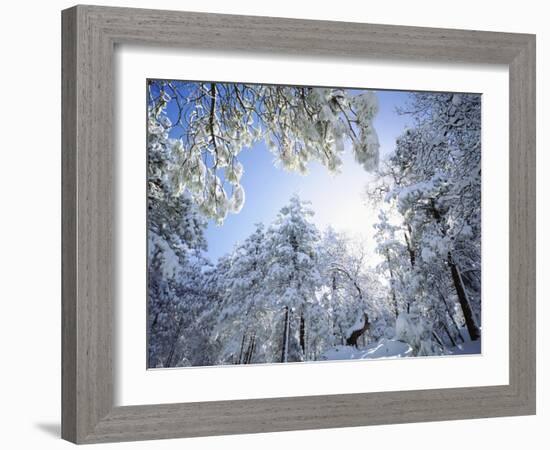 Freshly Snow-Covered Trees in Sunlight, Laguna Mountains, Cleveland National Forest, California-Christopher Talbot Frank-Framed Photographic Print