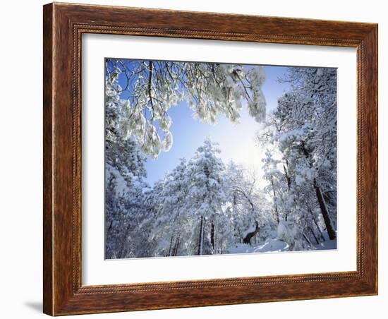 Freshly Snow-Covered Trees in Sunlight, Laguna Mountains, Cleveland National Forest, California-Christopher Talbot Frank-Framed Photographic Print