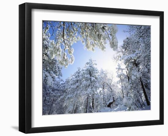 Freshly Snow-Covered Trees in Sunlight, Laguna Mountains, Cleveland National Forest, California-Christopher Talbot Frank-Framed Photographic Print