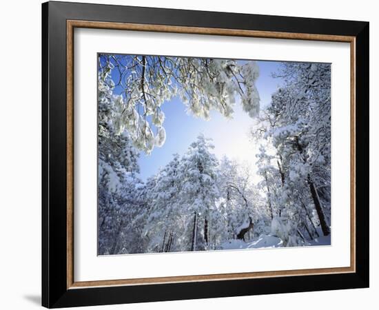 Freshly Snow-Covered Trees in Sunlight, Laguna Mountains, Cleveland National Forest, California-Christopher Talbot Frank-Framed Photographic Print