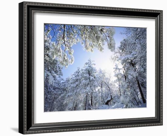 Freshly Snow-Covered Trees in Sunlight, Laguna Mountains, Cleveland National Forest, California-Christopher Talbot Frank-Framed Photographic Print