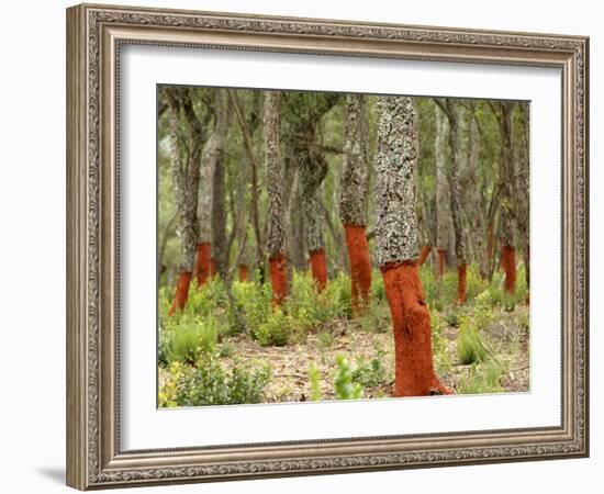 Freshly Stripped Cork Oaks, Catalunya (Catalonia), Spain, Europe-John Miller-Framed Photographic Print