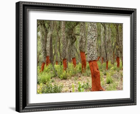 Freshly Stripped Cork Oaks, Catalunya (Catalonia), Spain, Europe-John Miller-Framed Photographic Print