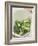 Freshly Washed Broccoli Florets in Sieve-William Lingwood-Framed Photographic Print