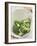 Freshly Washed Broccoli Florets in Sieve-William Lingwood-Framed Photographic Print