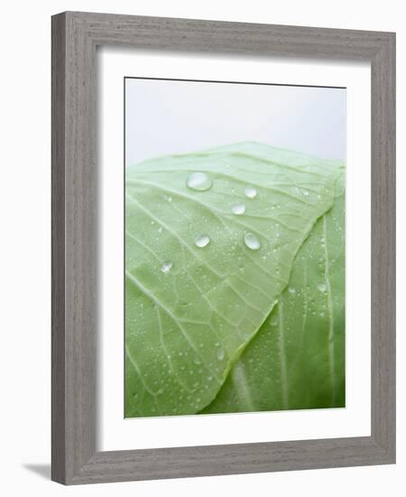 Freshly Washed White Cabbage-Axel Weiss-Framed Photographic Print