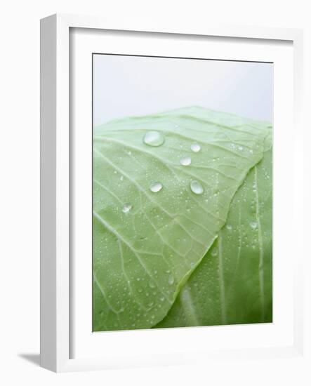 Freshly Washed White Cabbage-Axel Weiss-Framed Photographic Print